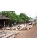 Cừ dừa  4 -5m
